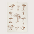 0005116_TO-MUSHROOMS-co.png