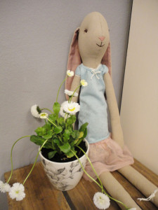 Gänseblümchen